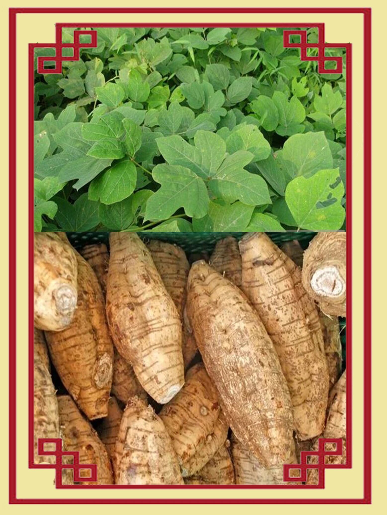 每天认识一味药:葛根