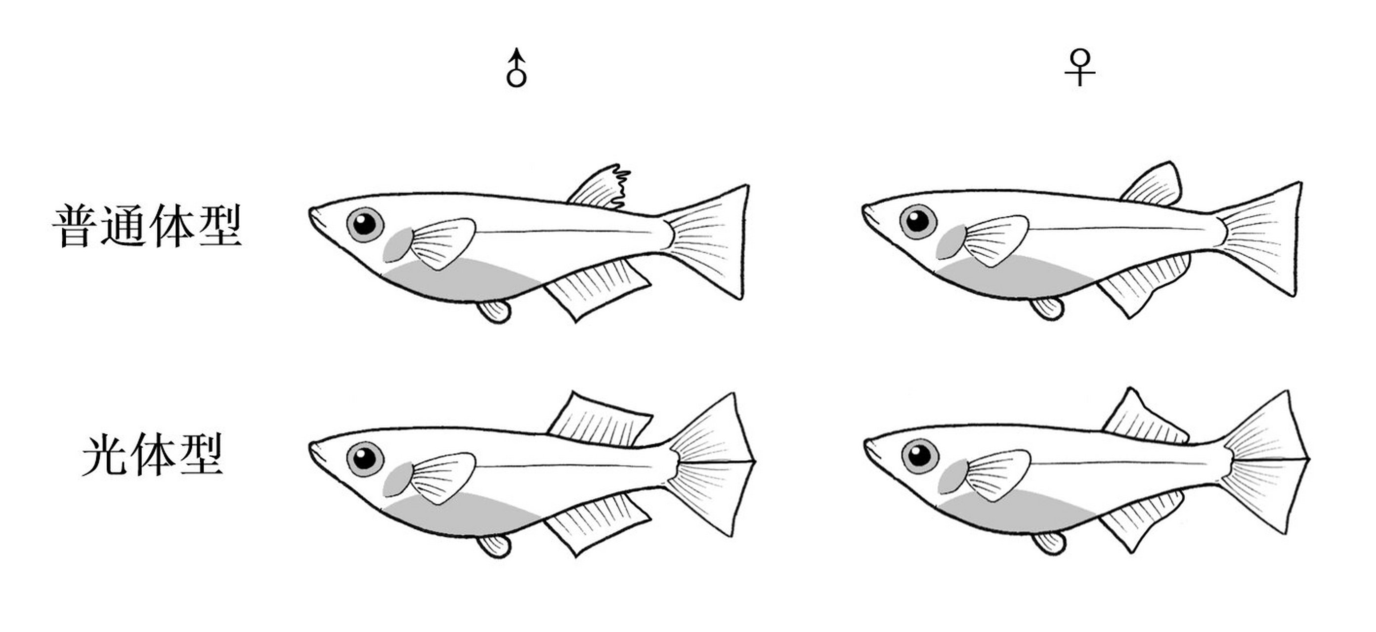 观背青鳉公母区分 青鳉分辨公母一般需要观察侧面鱼鳍 公鱼: 1.