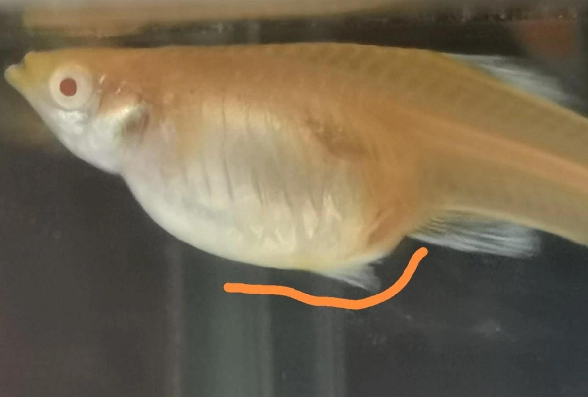 孔雀鱼临产征兆 总是有铁子发现小鱼苗时,母鱼已经吃了好多了,导致有