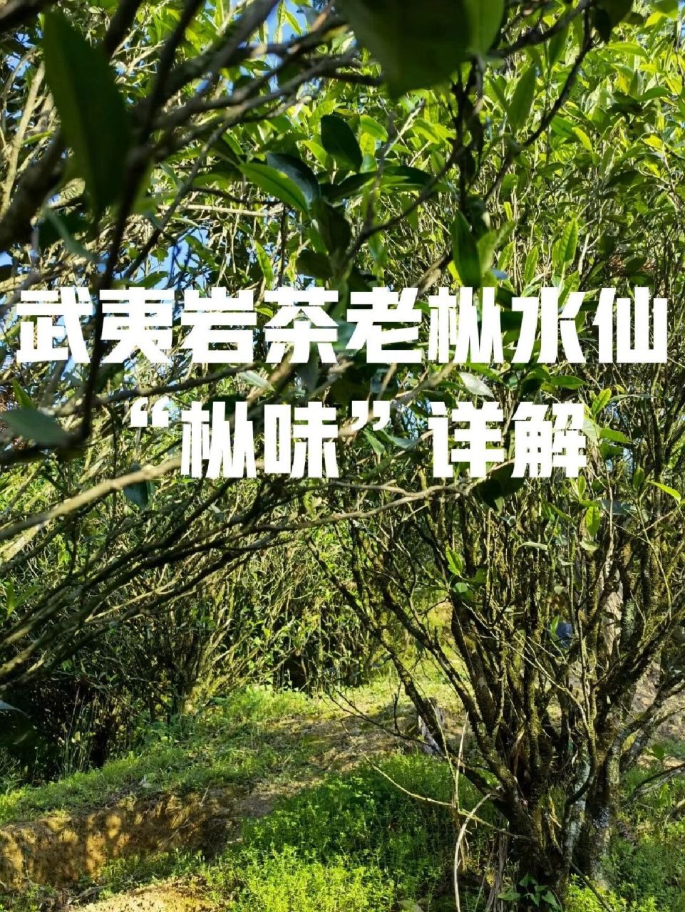 岩茶|(老枞)水仙|"枞味"详解 97什么是老枞水仙老枞水仙,茶树树龄老