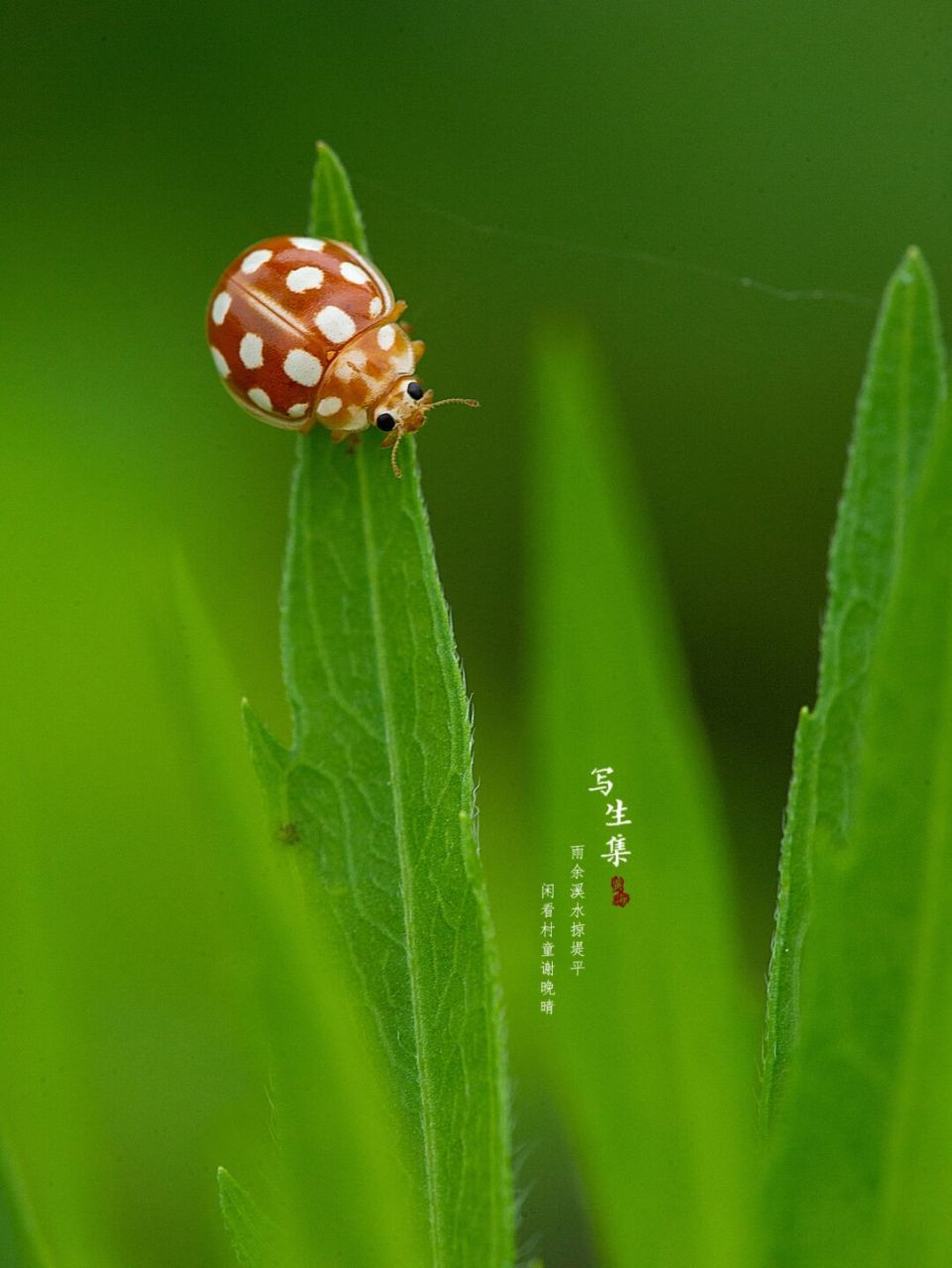 花大姐虫子图片图片