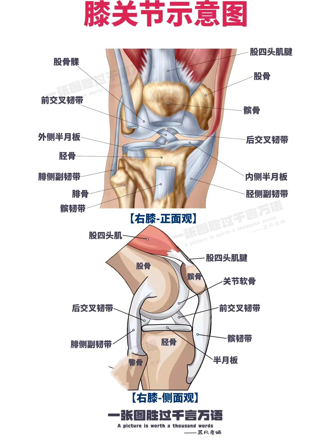 膝盖附近部位图图片