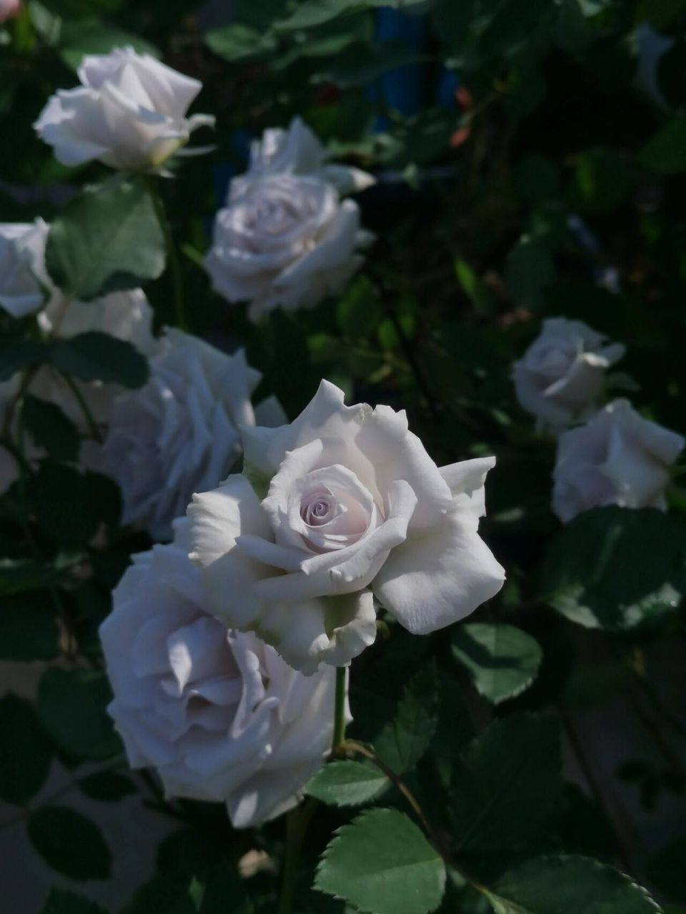 蓝色格劳恩(大地之蓝) 非常喜欢的一款蓝紫系月季,抗病勤花丰花长势快