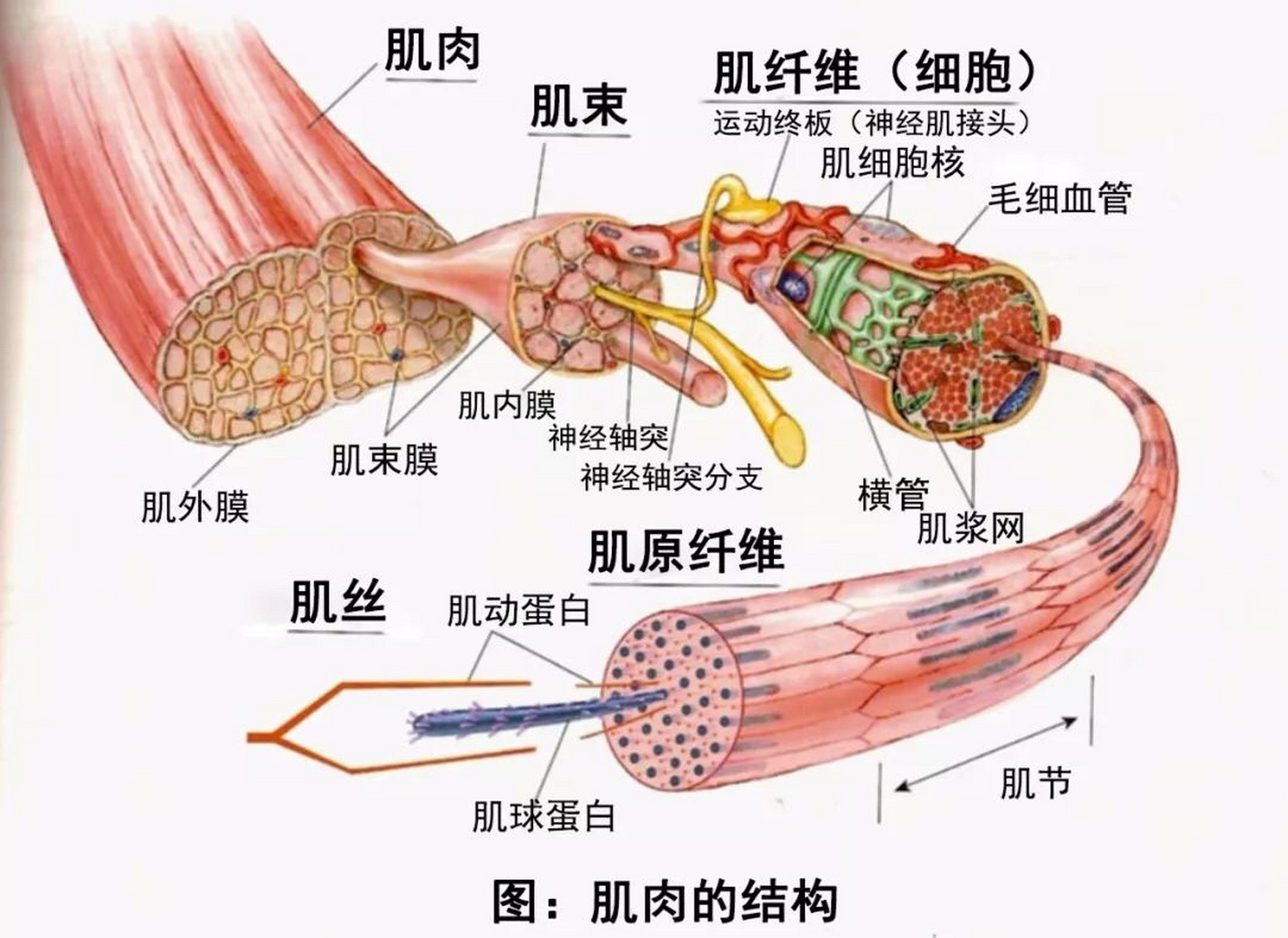 运动解剖肌肉篇【骨骼肌大体结构 超微结构】 学习目的:主要掌握肌肉