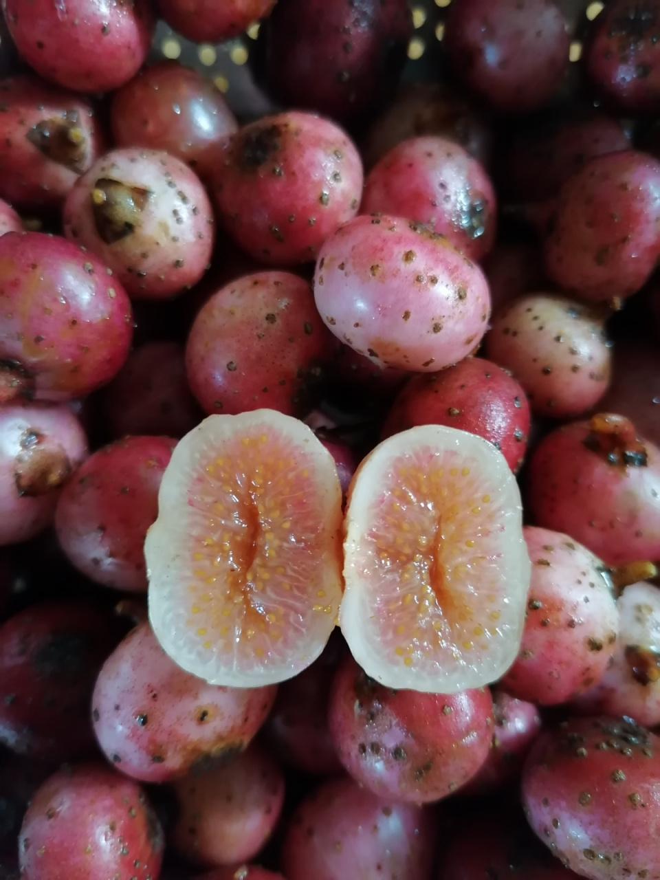 鸡嗉果来喽 来喽,新新鲜鲜,马上就被消灭干净!