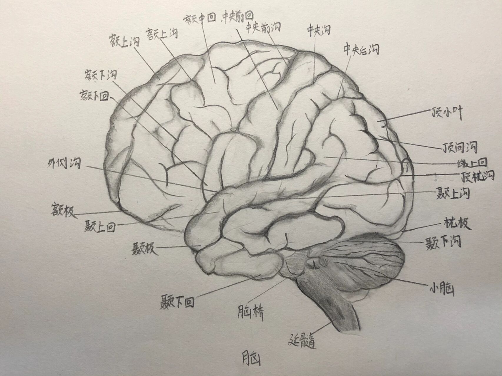 大脑半球外侧面素描图片