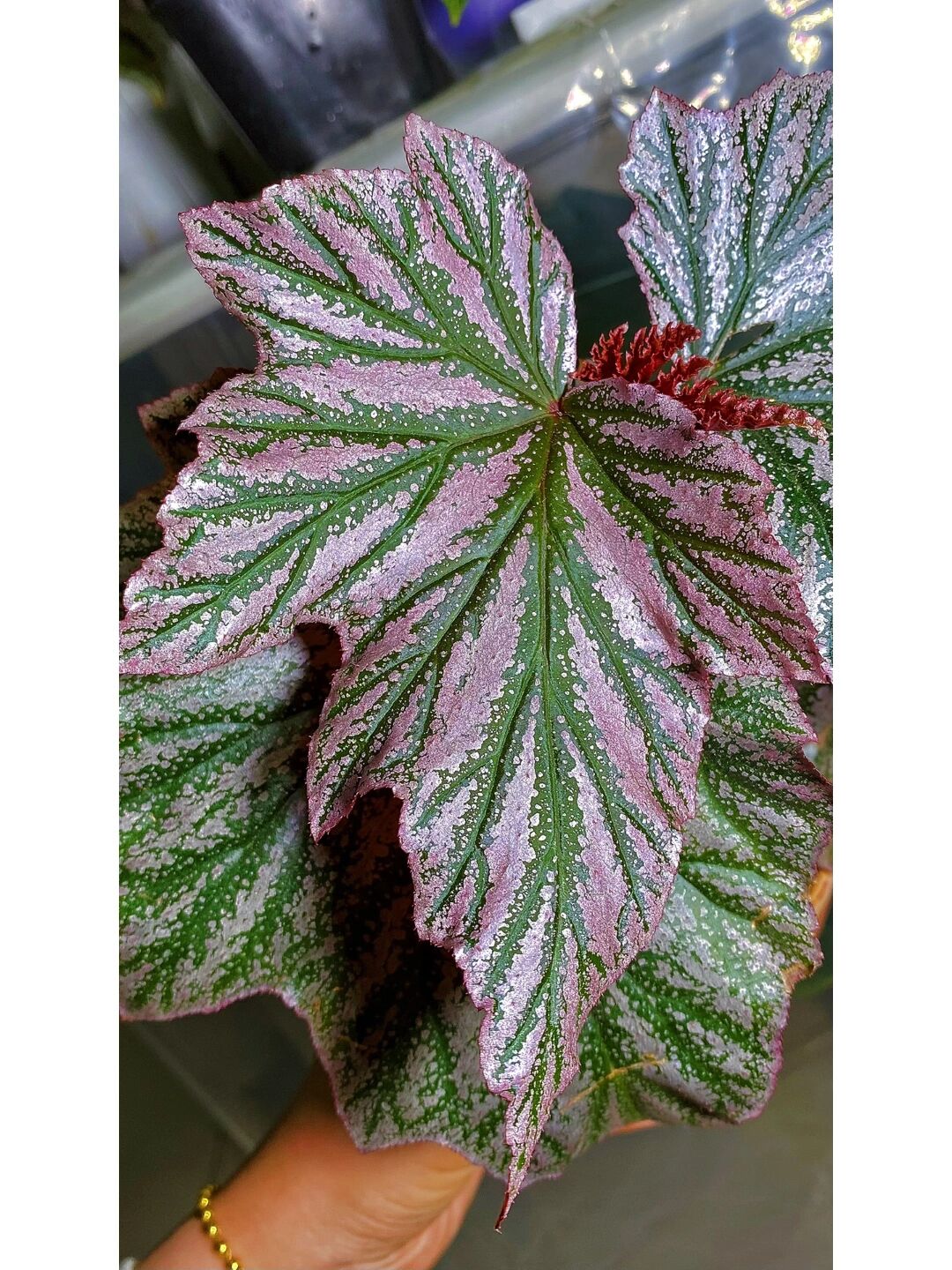 完美的秋海棠叶子 完美的秋海棠叶子