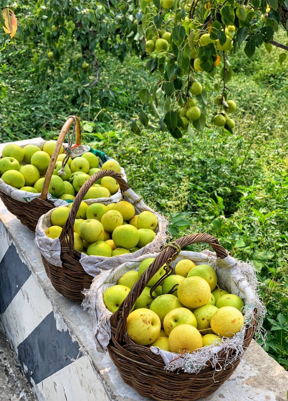 梨园采摘 周末找了一个时间进山入园,采摘京白梨.