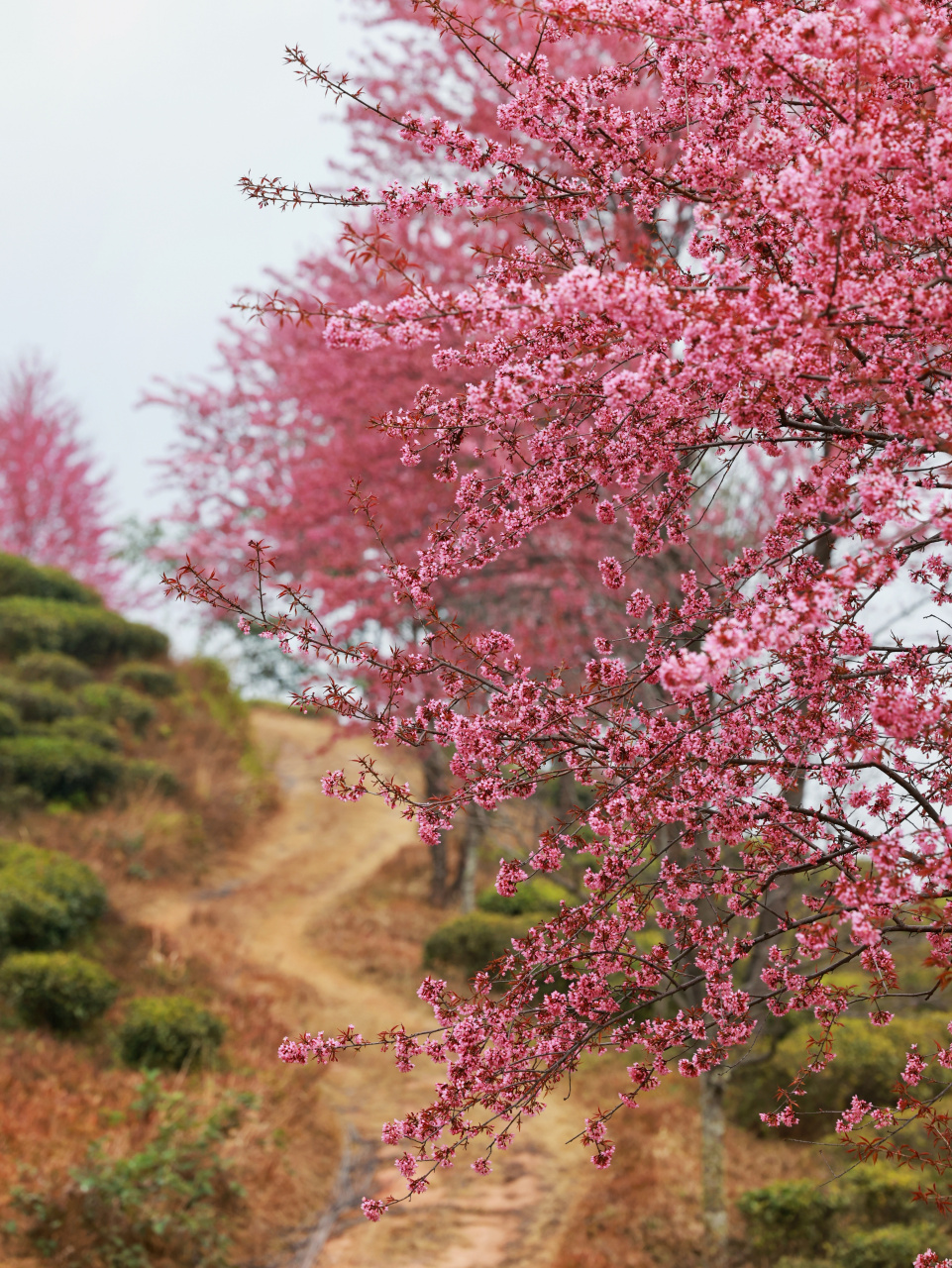 大理山水间樱花图片图片