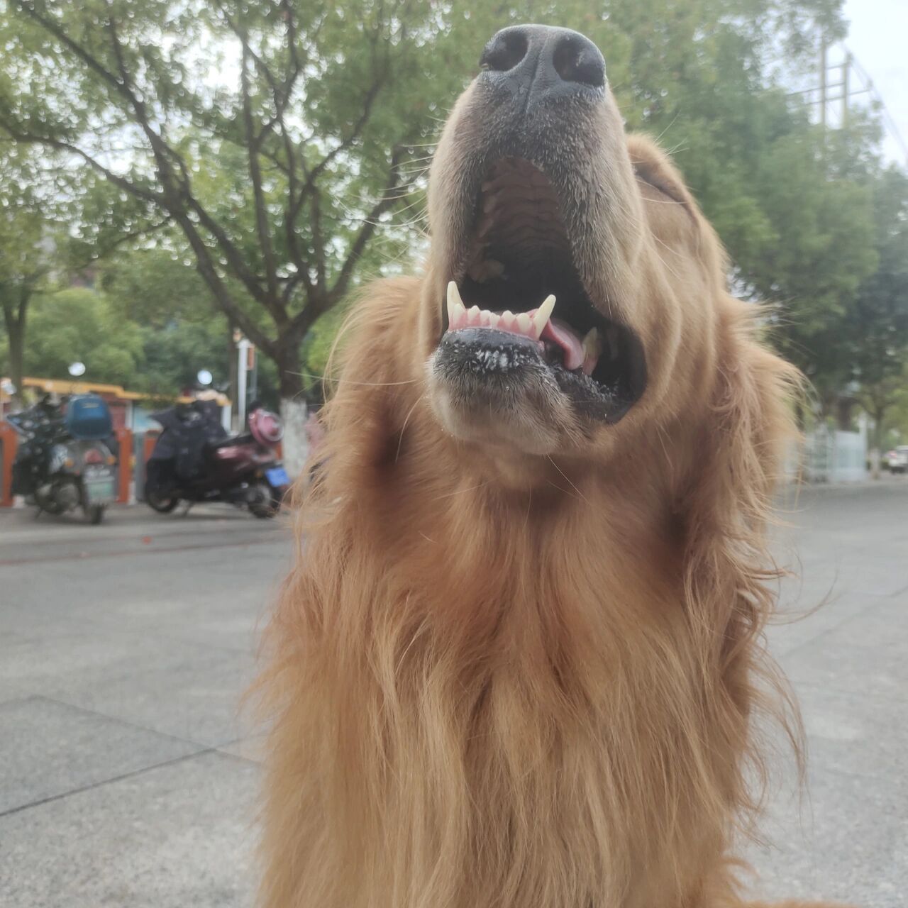 金毛多少钱一只?踩坑了没?