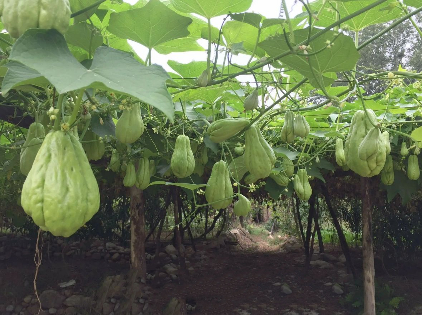 7915既是水果又是蔬菜——拂手瓜98  73拂手瓜的功效 佛手瓜