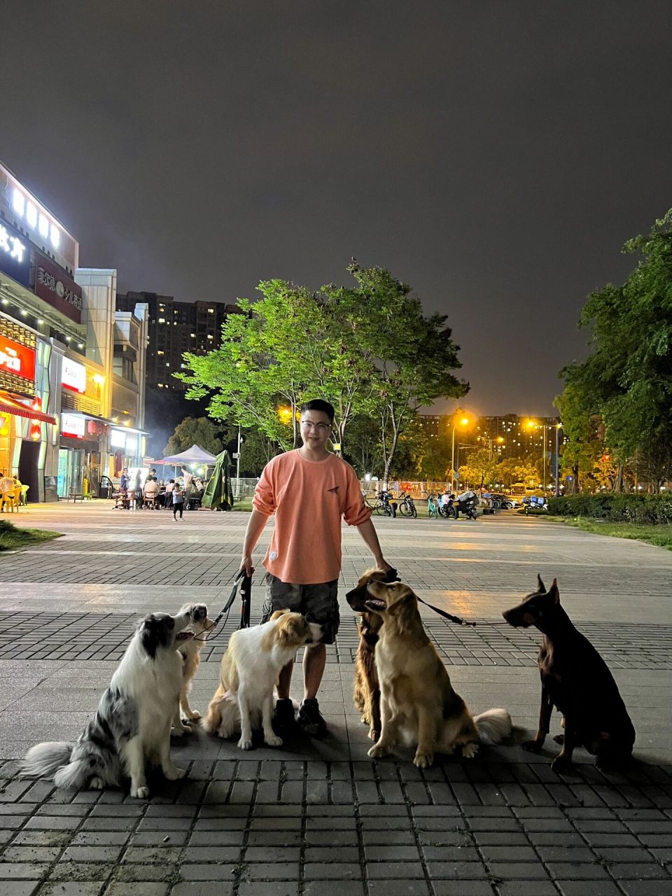 成都训犬师,上门训犬,寄养训犬 11566坐标:大成都21566训犬师