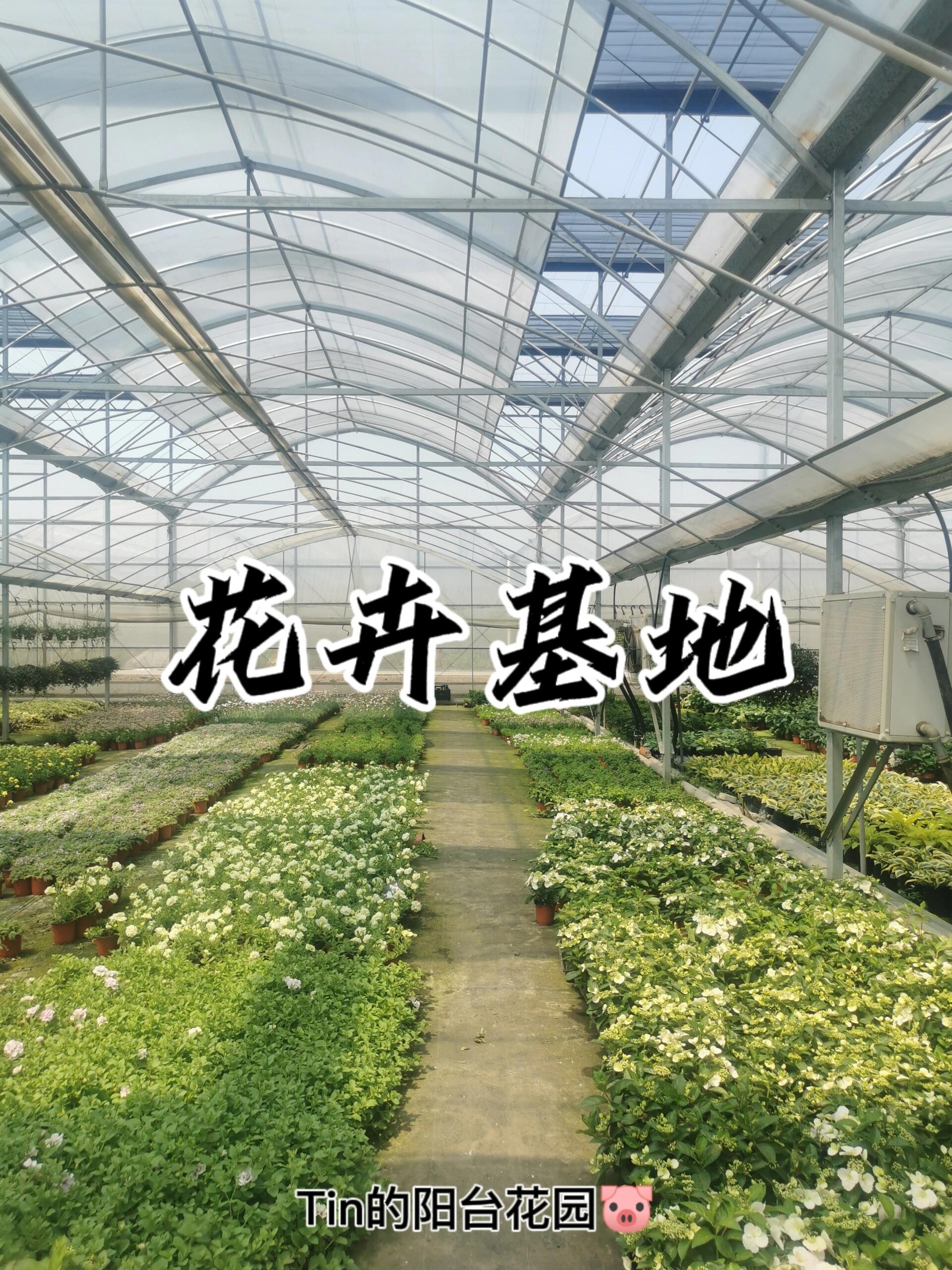 西安花卉种植基地图片