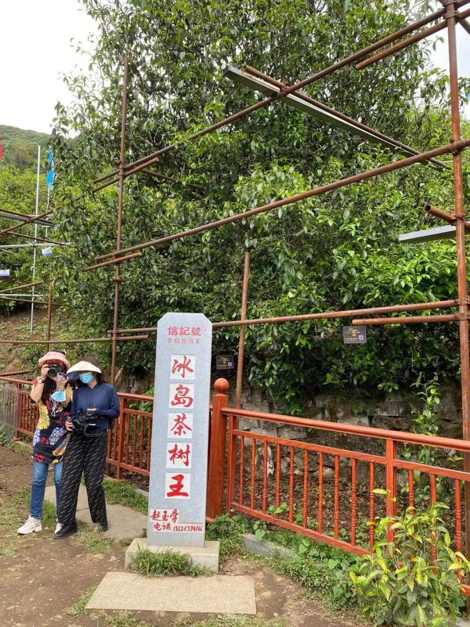 冰岛茶树王,壹号单株.