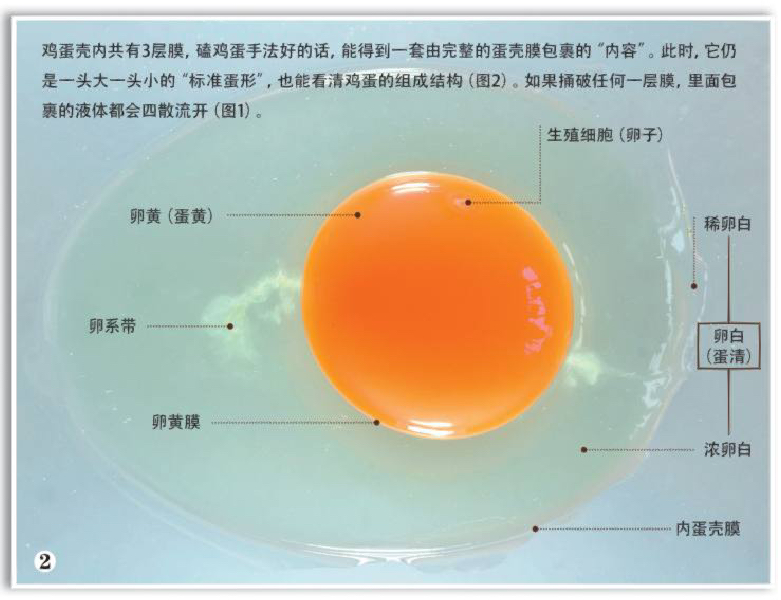 鸡蛋的结构及作用图片