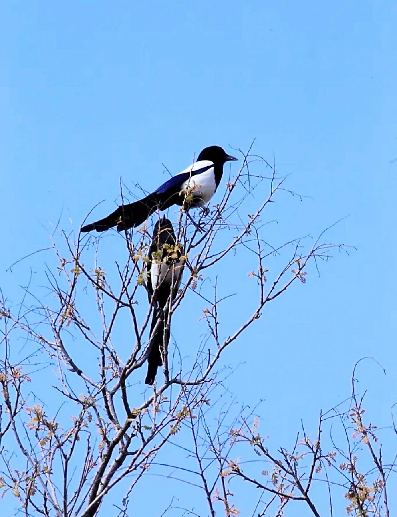 花喜鹊,真漂亮, 清晨枝头来报喜. 无病无灾体安康, 国富民强运昌盛.