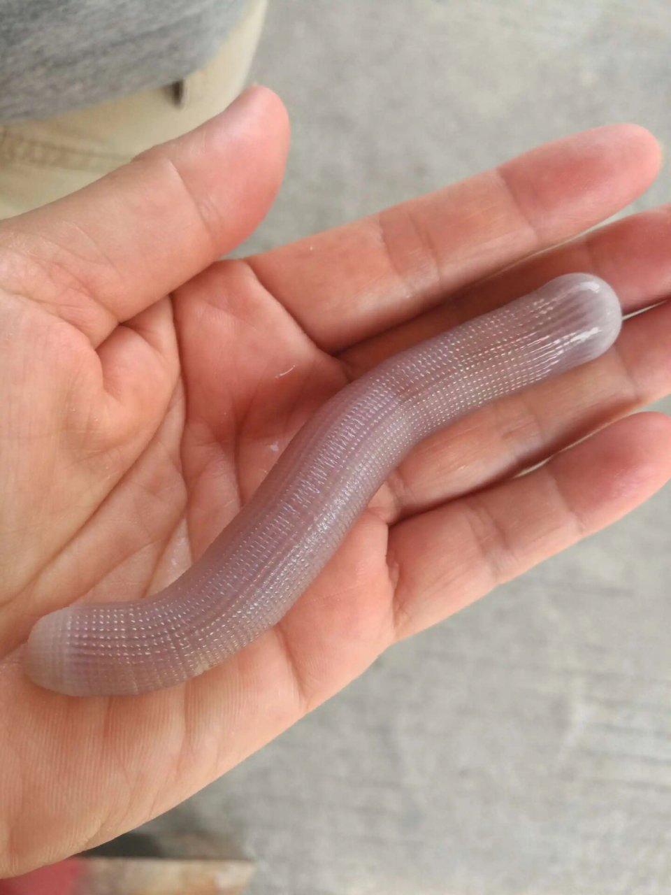 一款让我又怕又爱吃的海鲜——东山岛野生沙虫 沙虫别称海人参,方格星