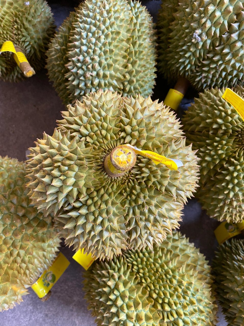 24年第一口甲仑榴莲99 千呼万盼,终于等来了泰国甲仑榴莲～ 细腻丝