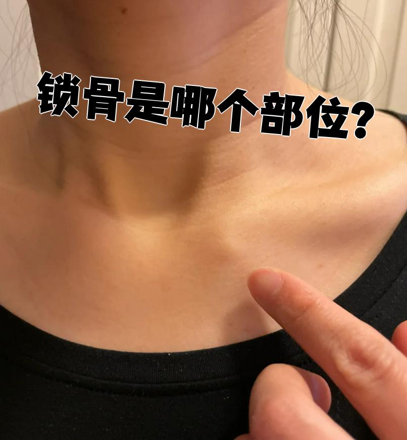 锁骨是一根s形的骨头,连接着胸骨和肩胛骨