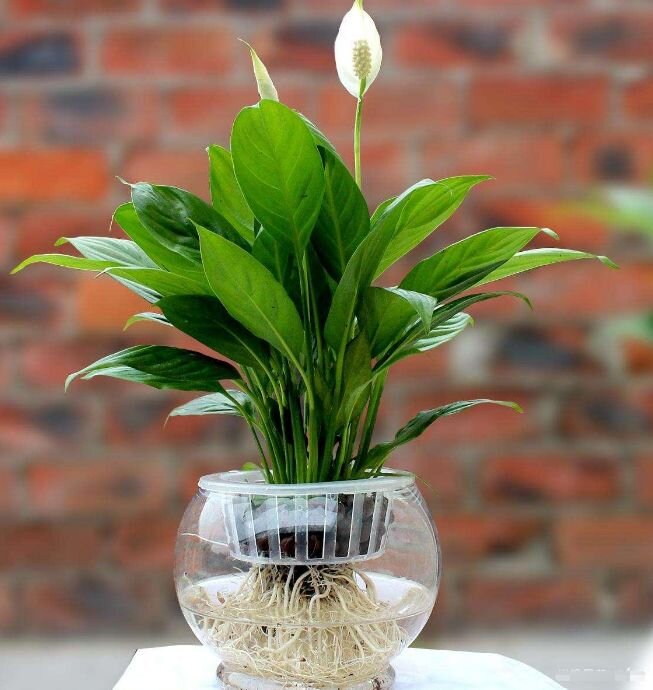 白掌又称一帆风顺,是一种多年生草本植物,具有优雅的株型和清洁的空气