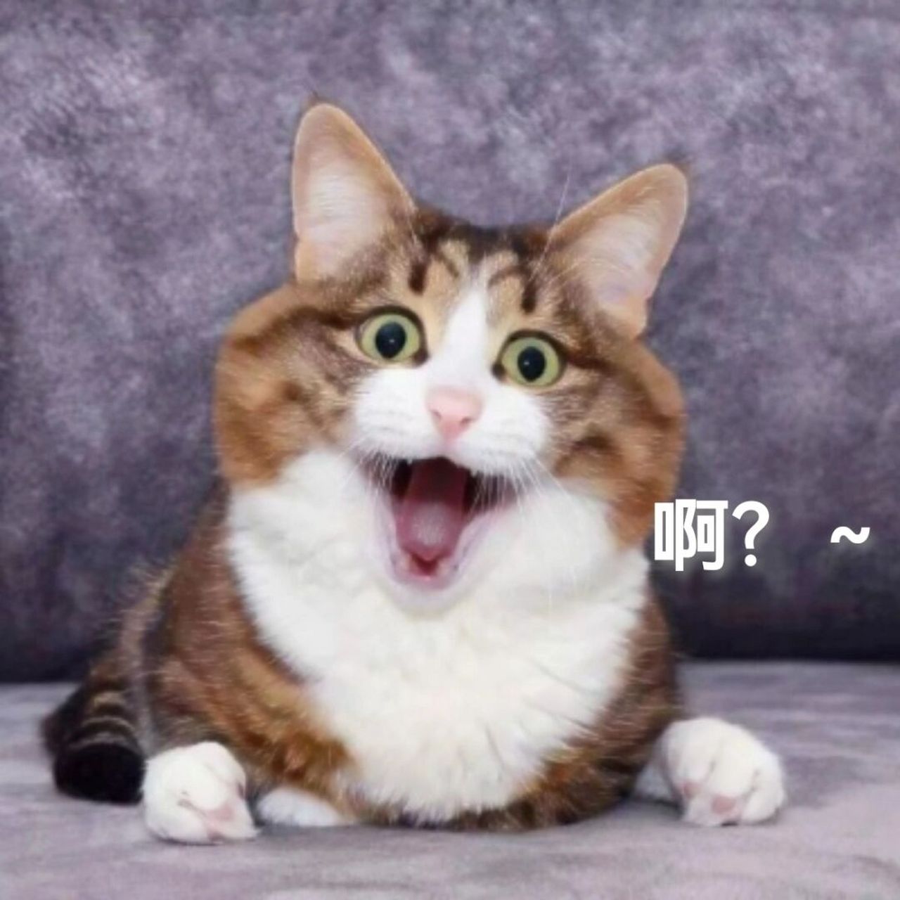 原创表情包～傻猫猫沙雕表情包 #猫猫表情包# #表情包# #沙雕表情包