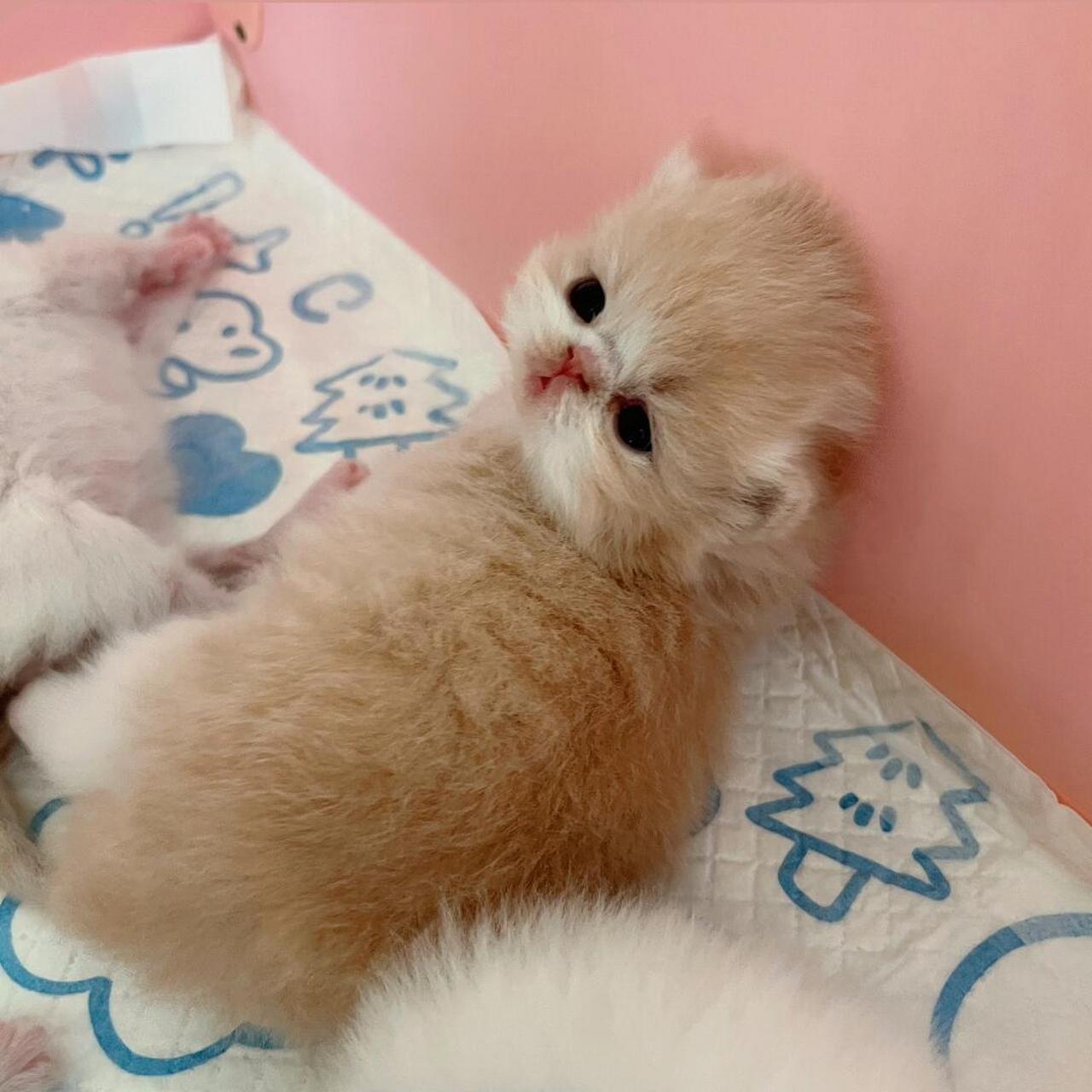 加菲猫幼崽# #长毛加菲# #萌化了# #扁脸猫# #波斯猫# #加菲猫我真得