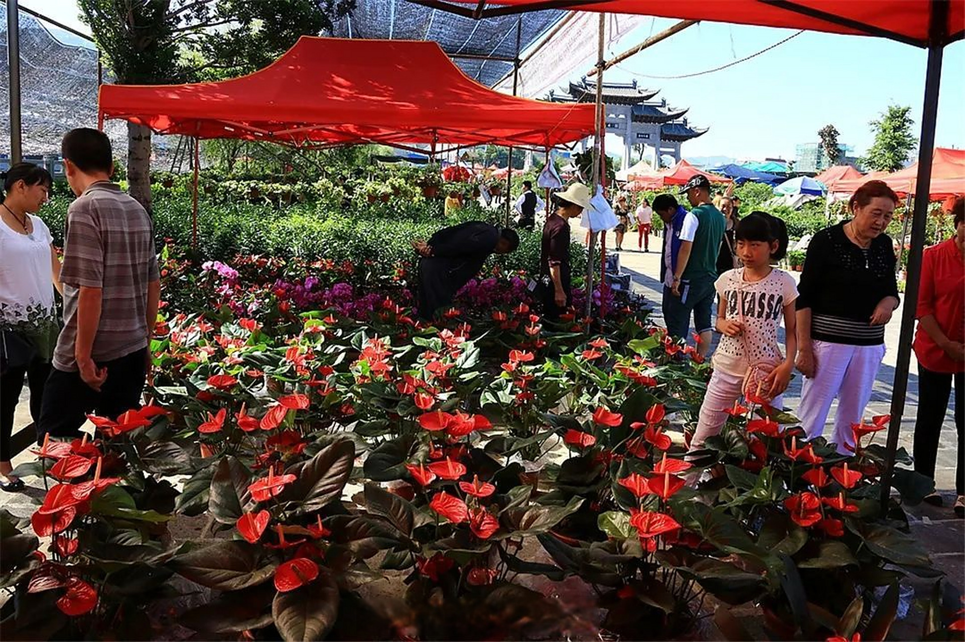 【你好端阳花市,阔别三年重新开幕】 端阳节赶花街 是腾冲传统的,较
