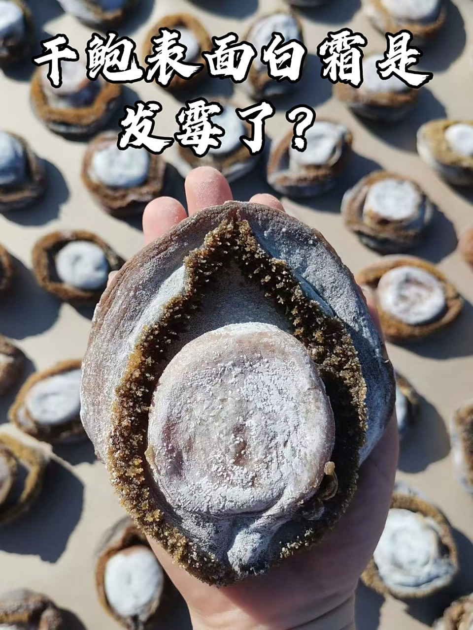 鲍鱼知识|干鲍表面的白霜是发霉了6315 很多宝子问,干鲍表面有一