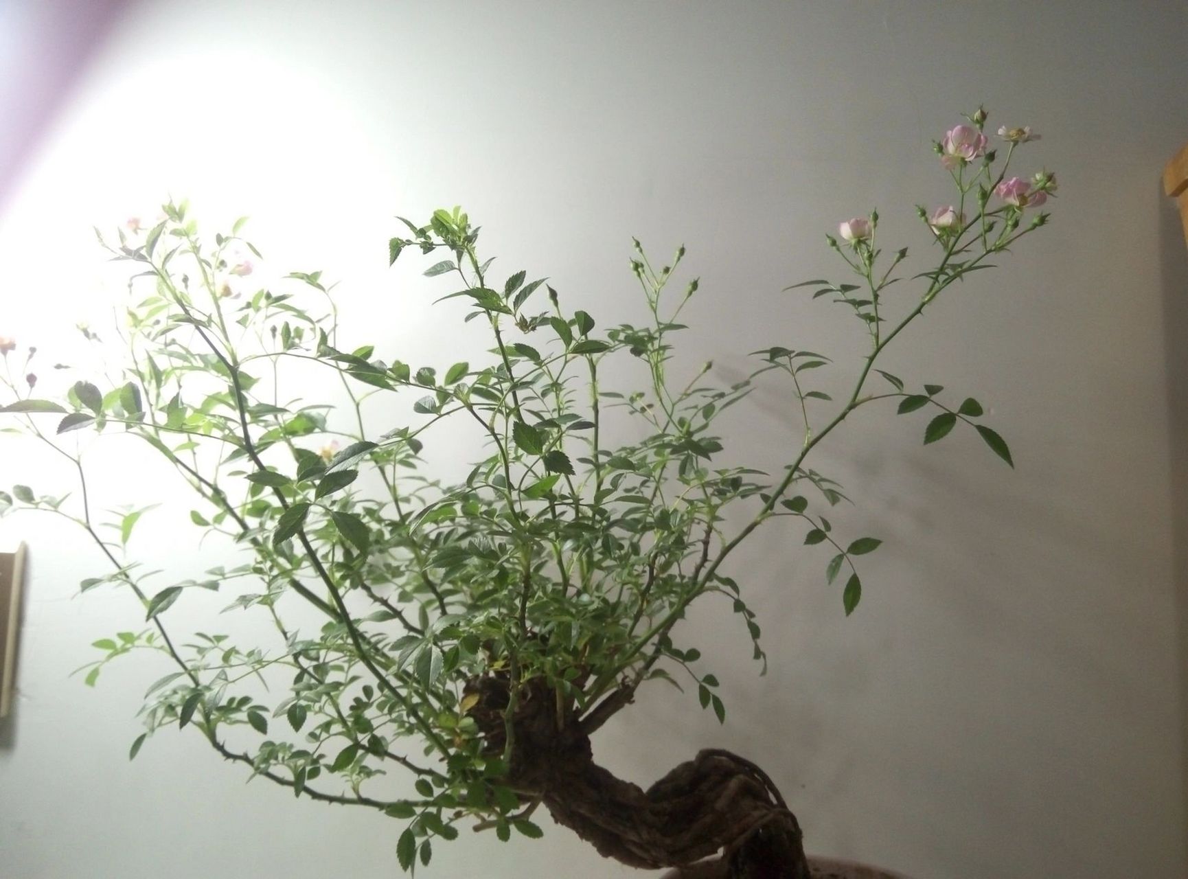 姬蔷薇(韩国) 品种:姬蔷薇(韩国) 盆景类型:蔷薇科蔷薇属,枝干多刺.