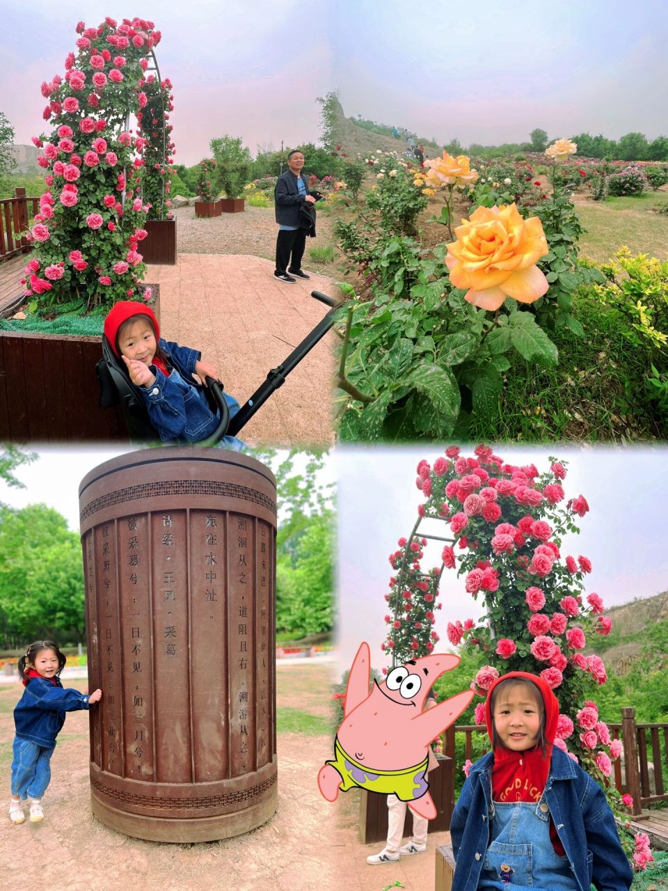 即墨马山公园 玫瑰园 即墨的莫奈公园 这里真的太美太美啦!