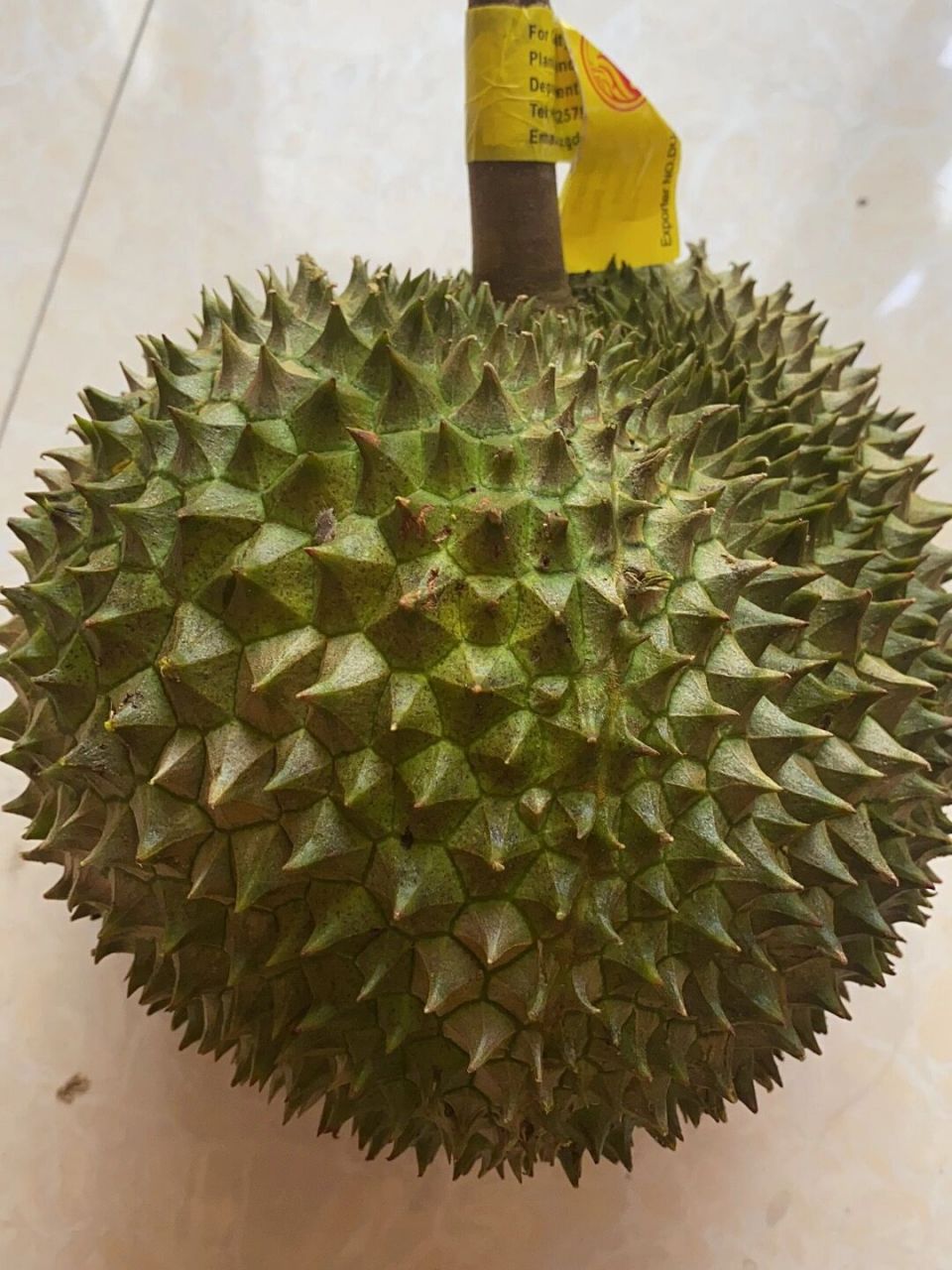 长柄榴莲好吃还是金枕榴莲好吃 买的长柄榴莲,我个人觉得比金枕好吃