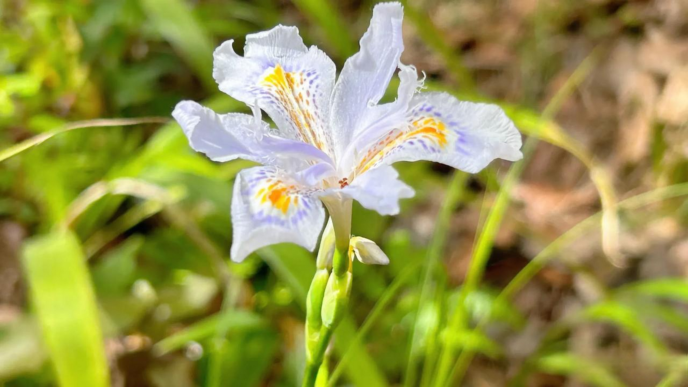 周末在野外看见美丽的鸢尾花(蝴蝶花),因其花瓣图案像鸢鸟的尾巴而得