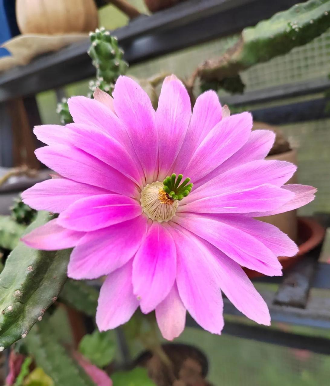 分享你手机花花草草照片今日花事,水仙情郎又开花了,我发现这水仙情郎