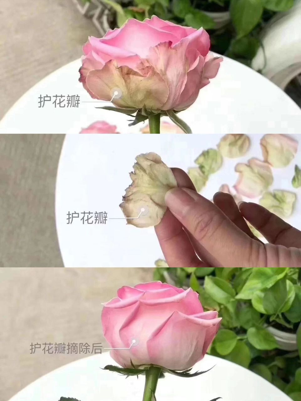 整一下鲜花干货笔记吧~ - 今天我们来聊聊玫瑰保护瓣要