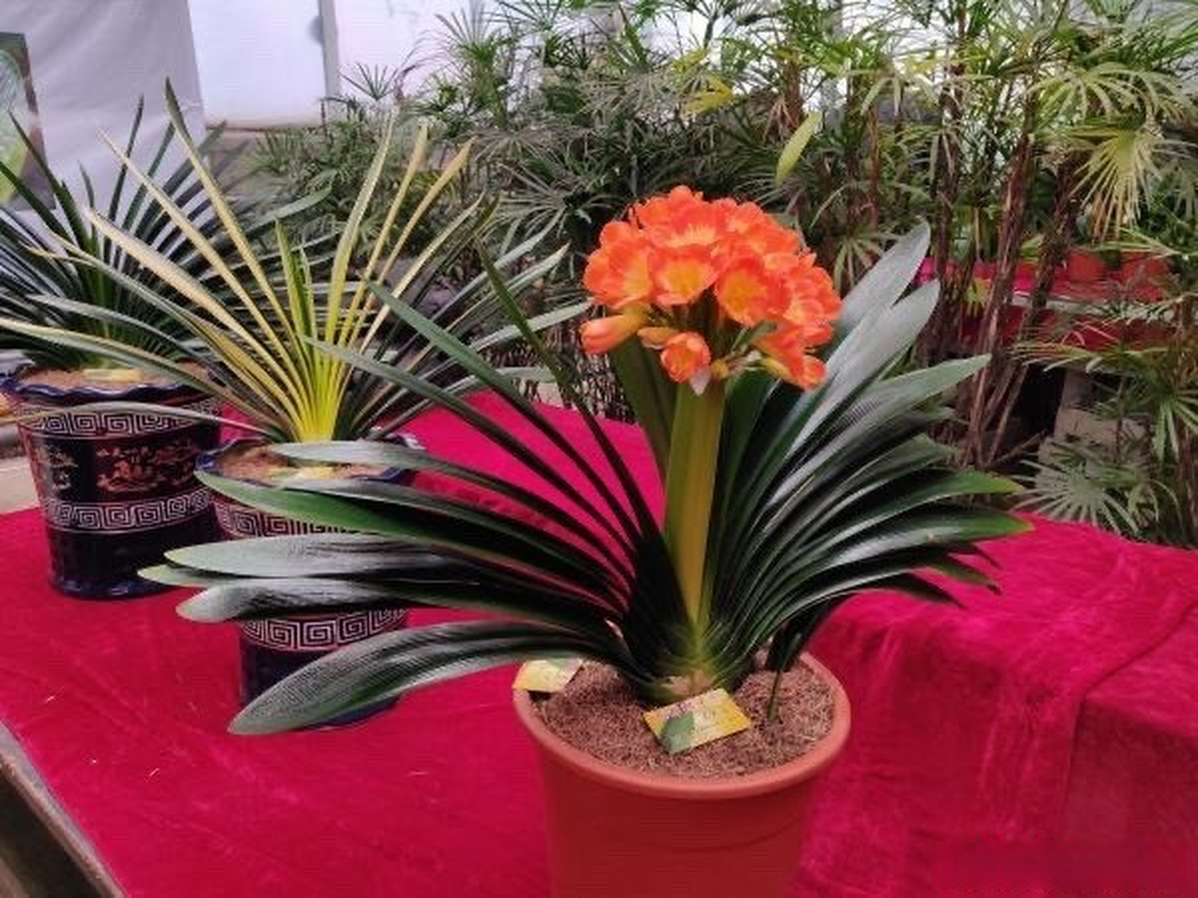 【第十七届中国长春君子兰节明日启幕】#长春发布#兰香致远,耀动春城.