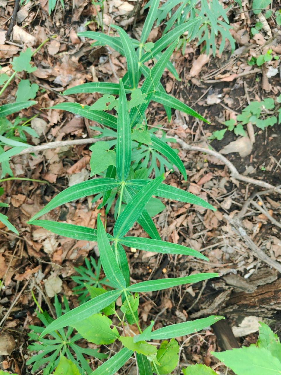 黄脚鸡中草药图片大全图片