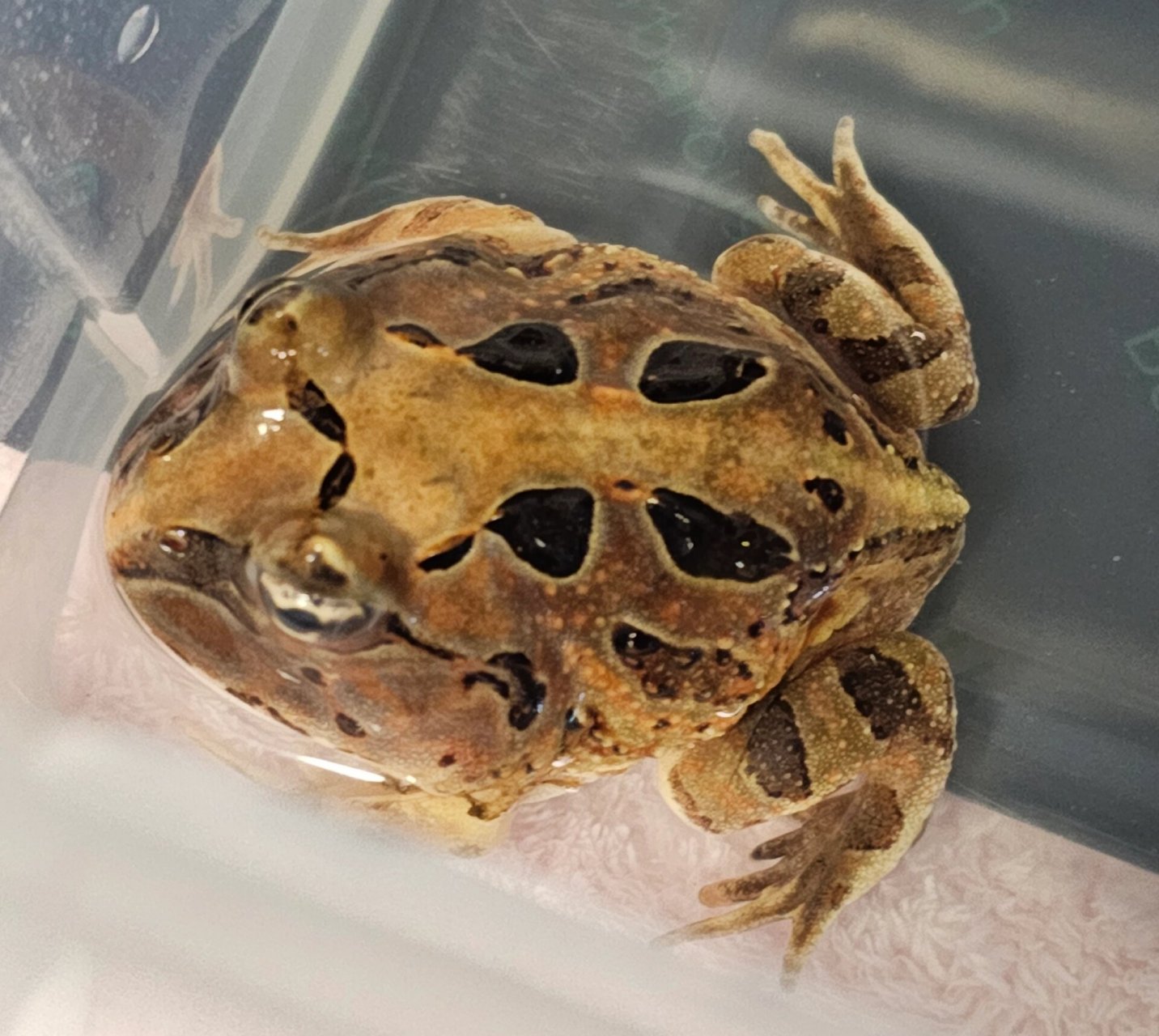 巴西角蛙「蒙眼治疗day2」 对于蒙眼来说,它的症状比较轻;但对于正常