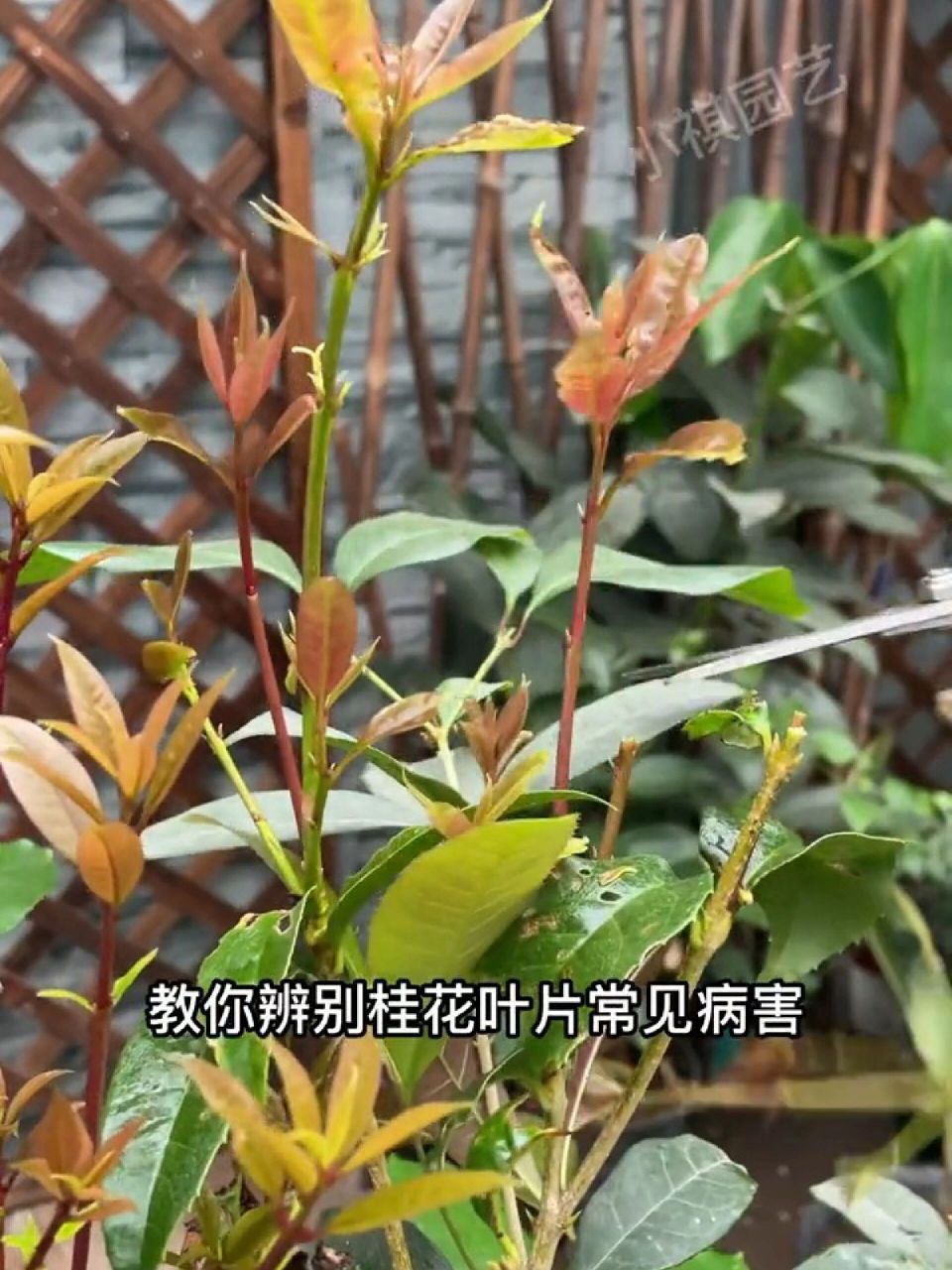 教你辨别桂花叶片常见病害