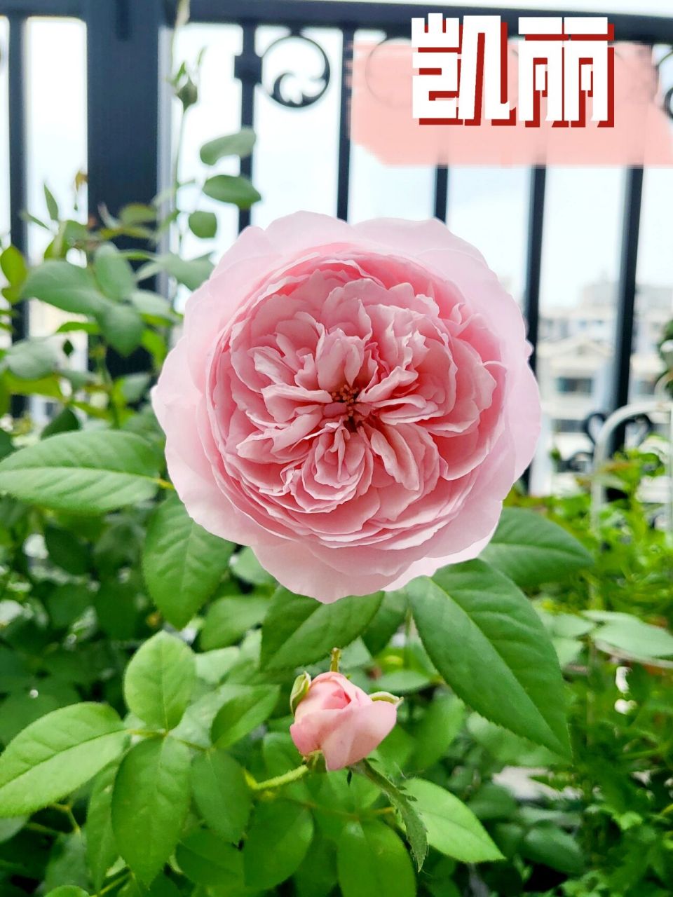 5加仑苗,由于今年雨水多,冒了好几根粗笋.