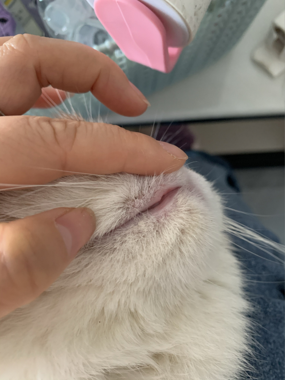 如果是猫藓在嘴边它会舔,该怎么上药啊?
