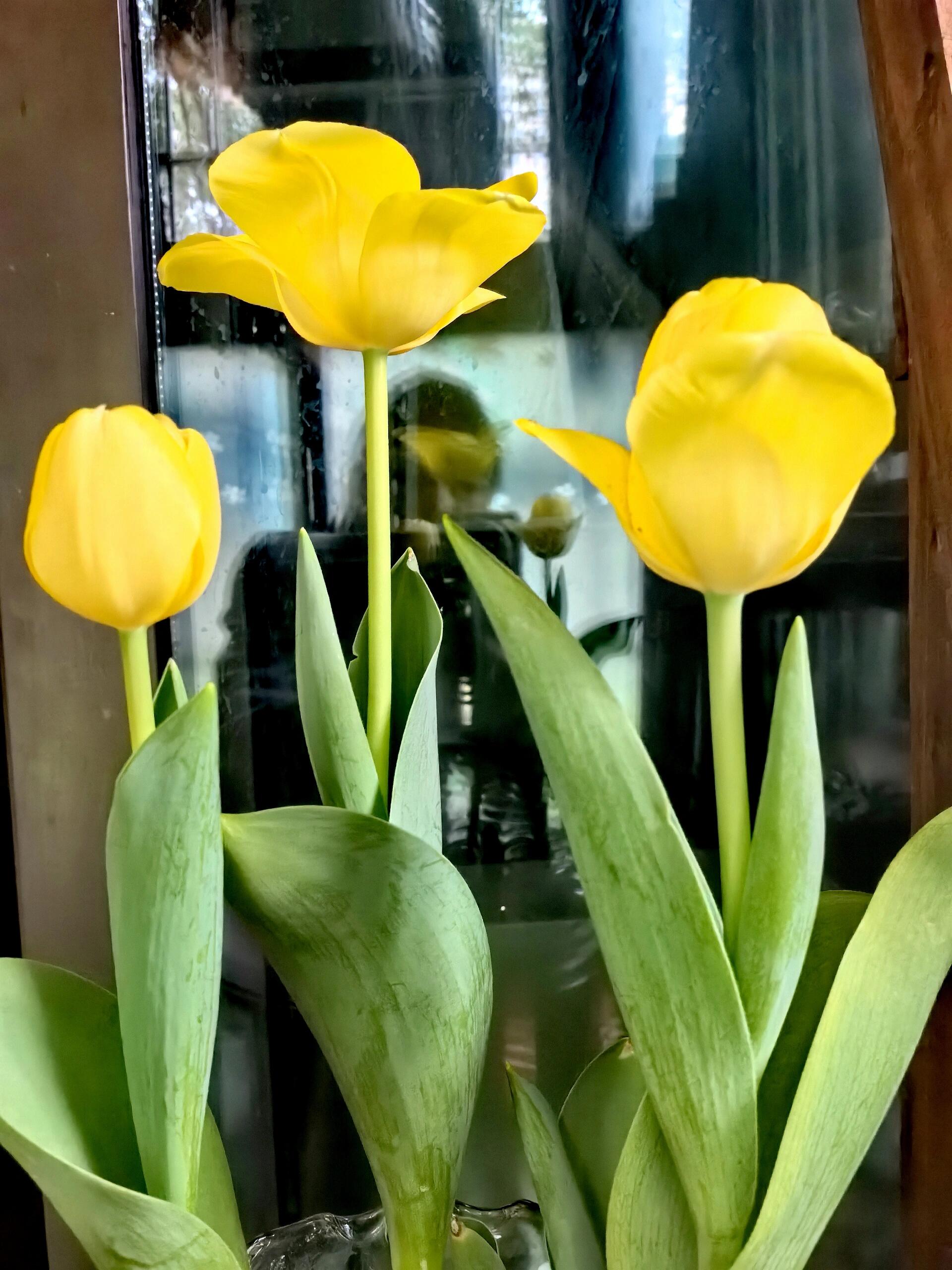 黄色郁金香 突然看到黄色郁金香花语:没有希望的爱和无尽的恋情 好像