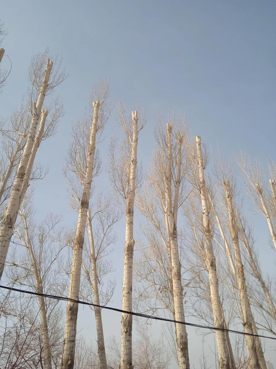 是有人爬树上去用电锯锯的吗?