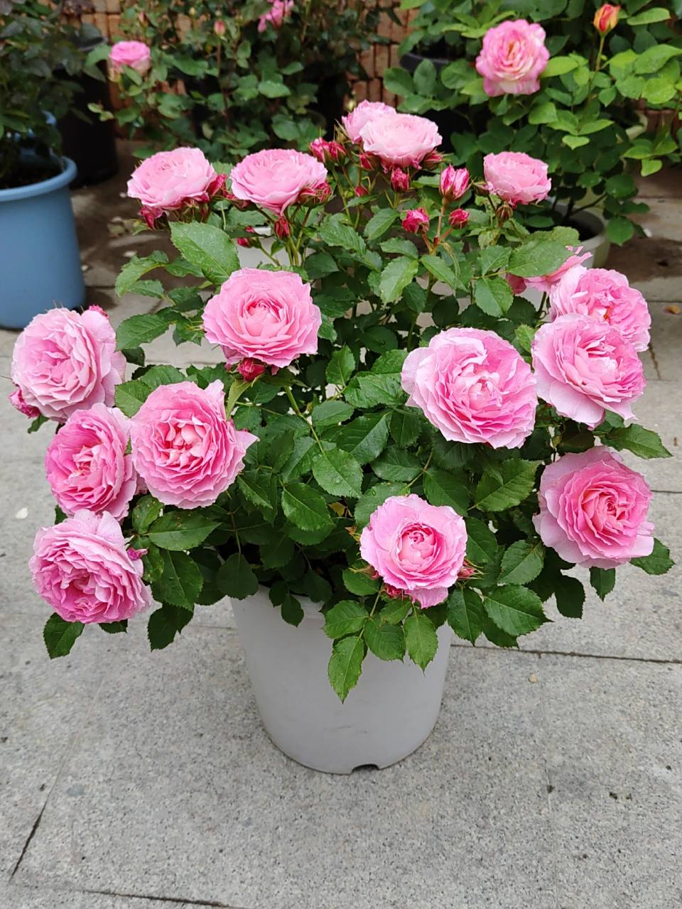 月季测评之 海神王阳台 阳台系列又一优秀品种,大花微月,温柔的粉色随