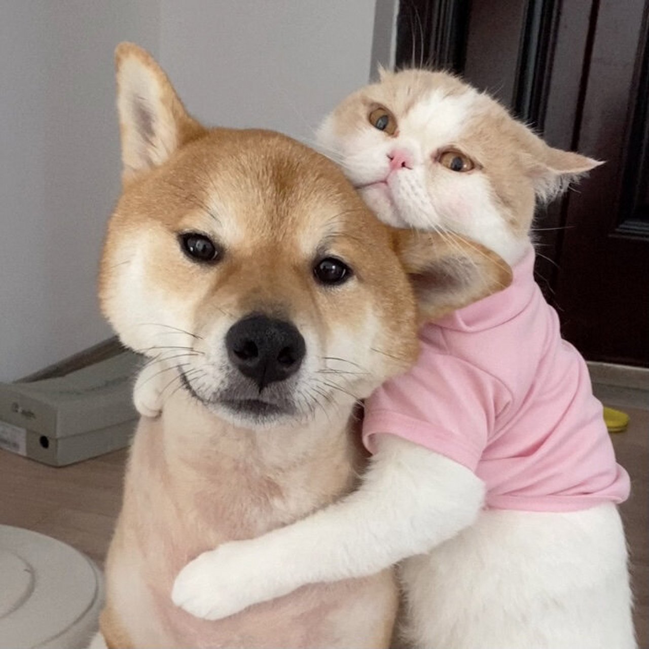 可爱的萌宠情侣头像 分享几组猫狗情侣头像