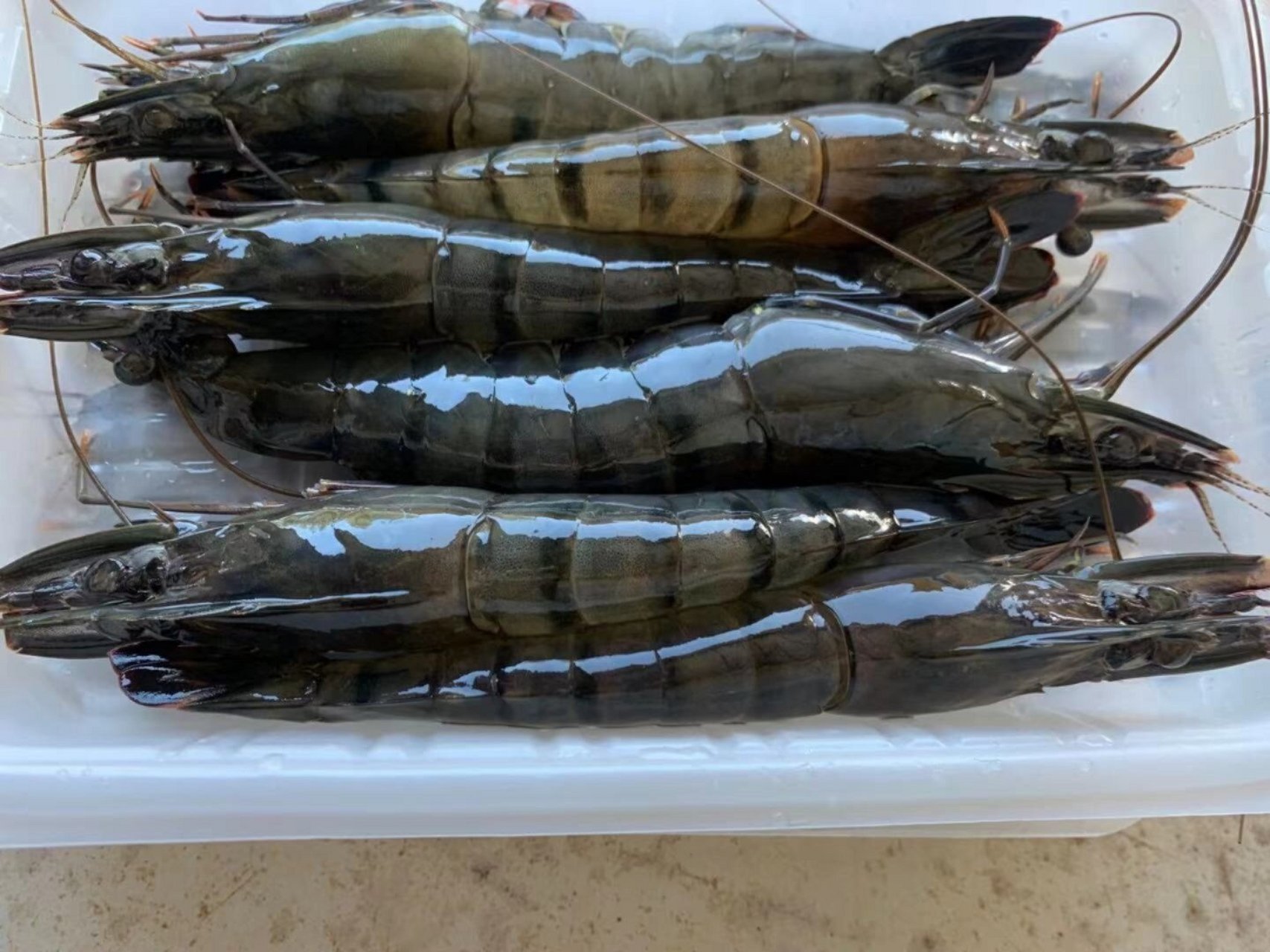 海捕大黑节虾,大家也叫它黑虎虾,煮完颜色非常的红艳肉质也是q弹,东山