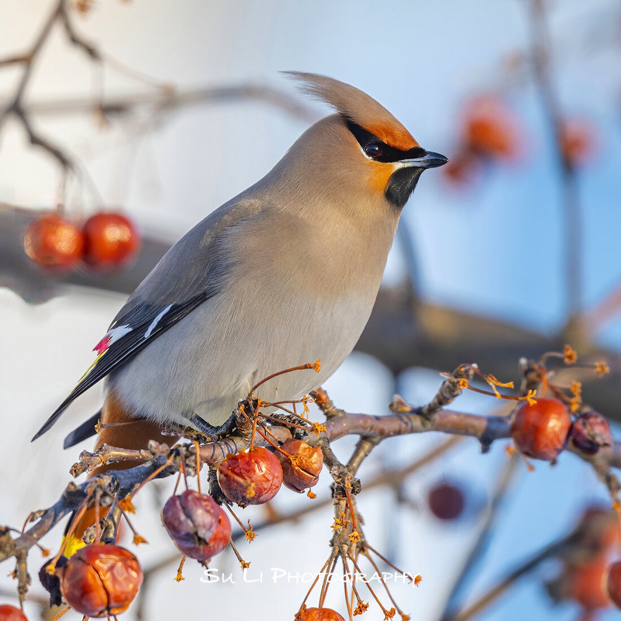 每日一鸟113 - 加拿大冬日里的太平鸟 太平鸟 bohemian waxwing,这是