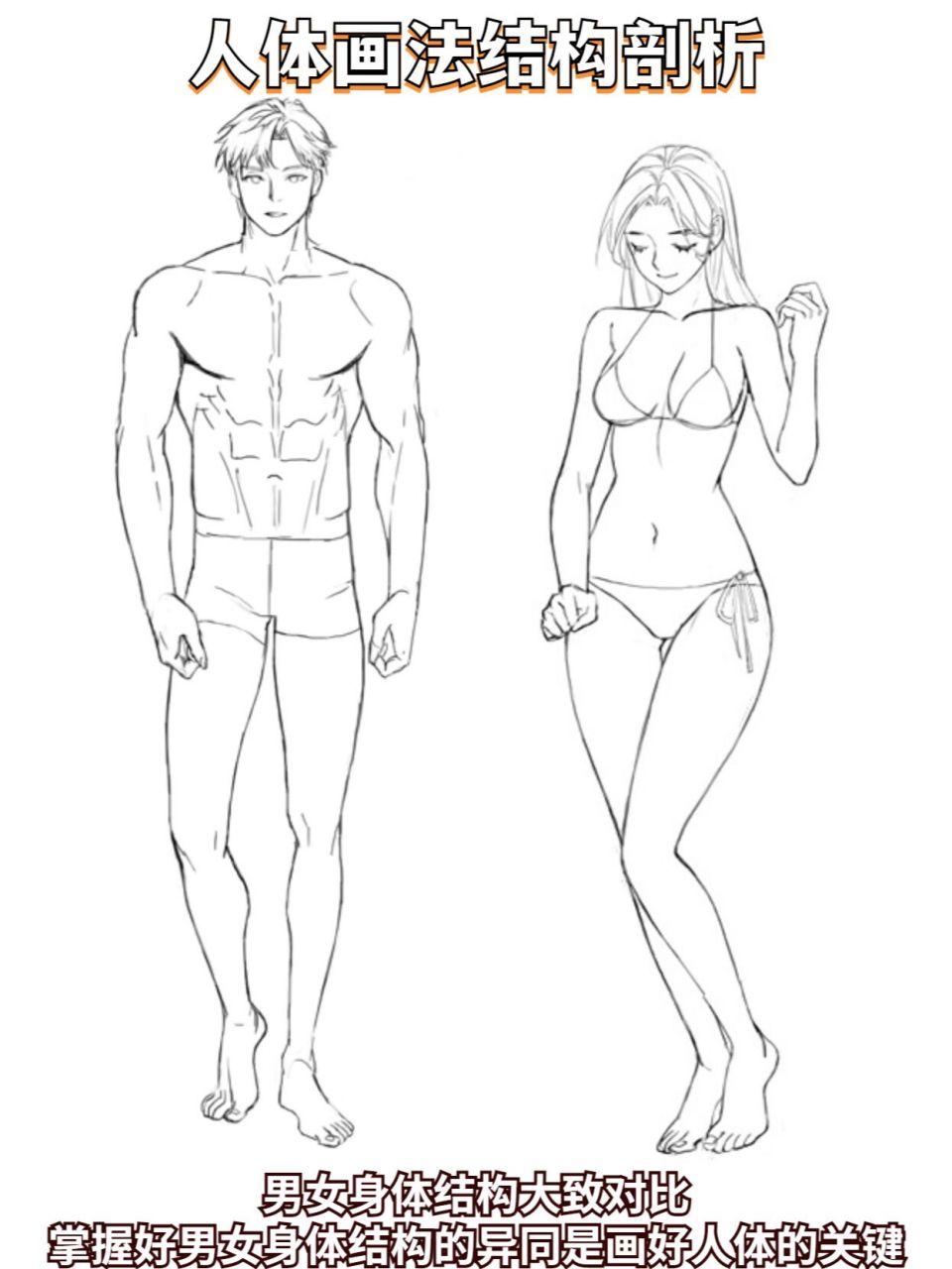 男女人体结构对比