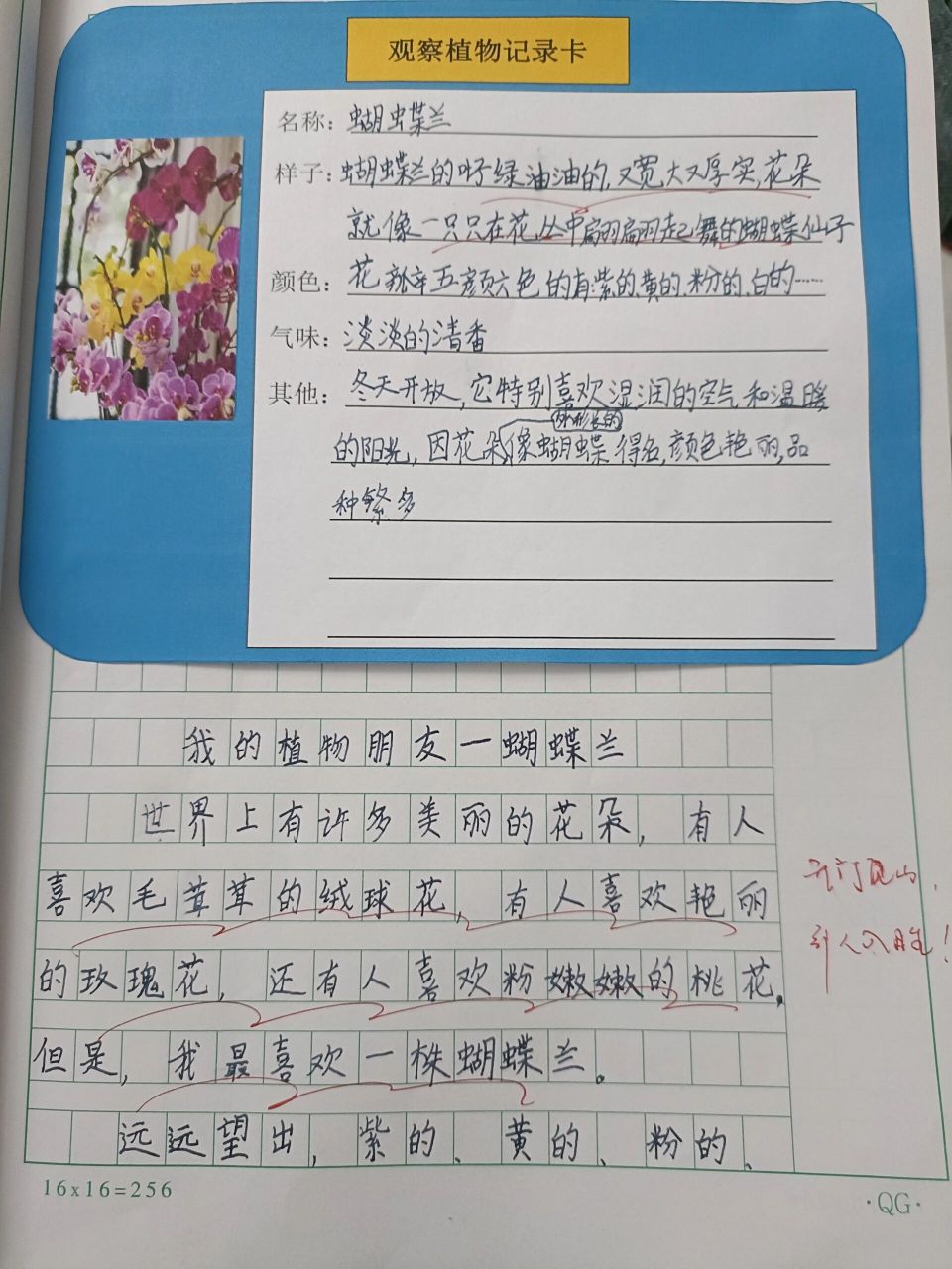 我的植物朋友-蝴蝶兰