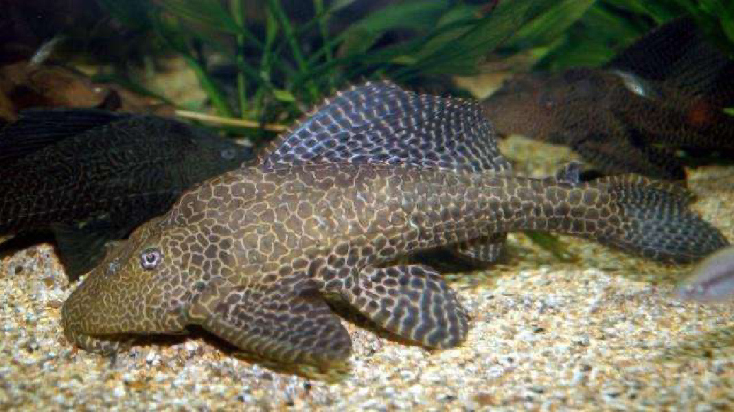 每日一更,清道夫 清道夫,学名豹纹脂身鲇,清道夫因喜食水族箱的残饵