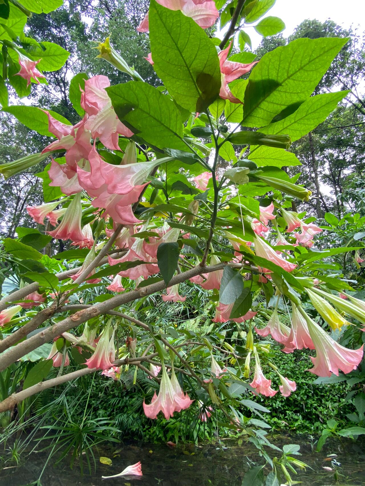 曼陀罗花(粉色)